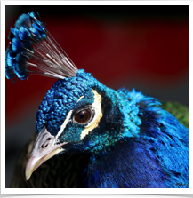 Indian Peacock - Looking Side Indian Peacock - Looking Side